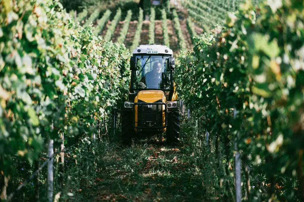 Klaus Weyrauther fährt mit Traktor zwischen den Rebstöcken durch den Weinberg