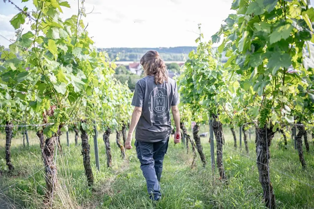 Sabine Weyrauther beim Kontrollgang durch den Weinberg in Unterhaid.