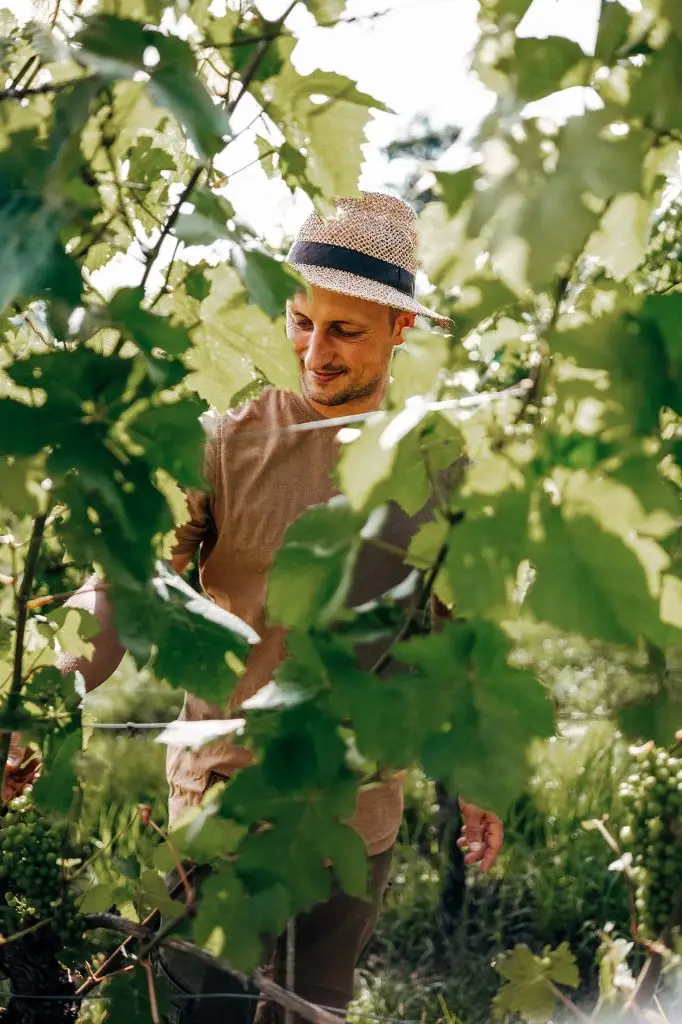 Sebastian Weyrauther im Weinberg zwischen den Rebstöcken