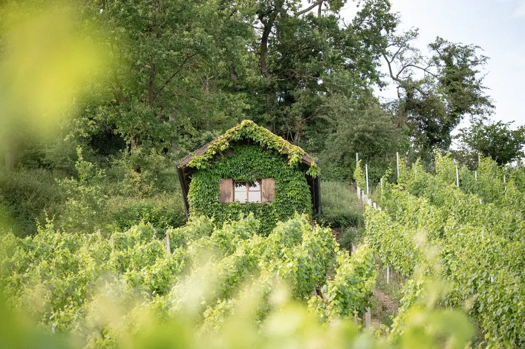 Kleines Häuschen direkt im Weinberg der Familie Weyrauther