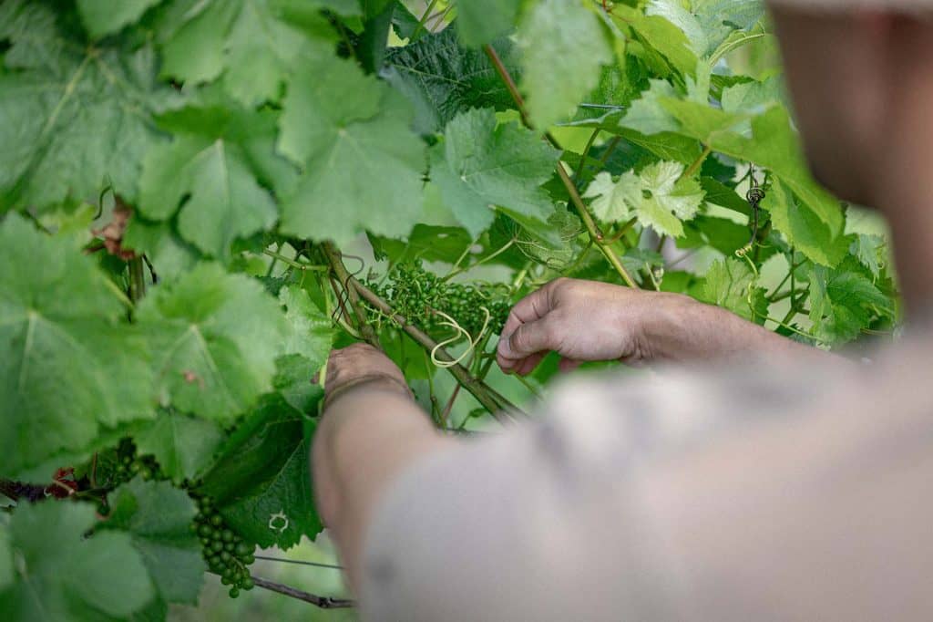 Weinbergpflege-Weingut-Weyrauther