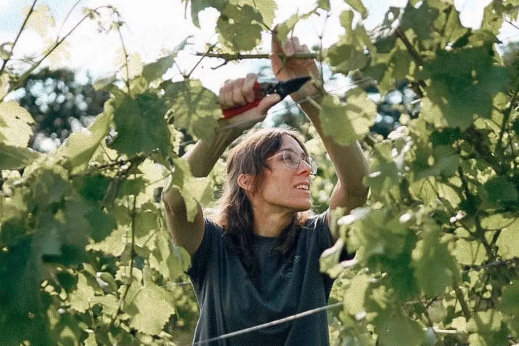Sabine Weyrauther beim Rebschnitt im Weinberg