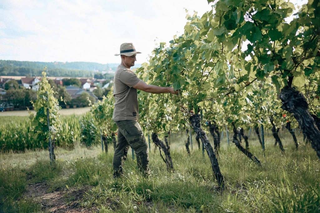 Weingut-Weyrauther-Sebastian-im-Weinberg