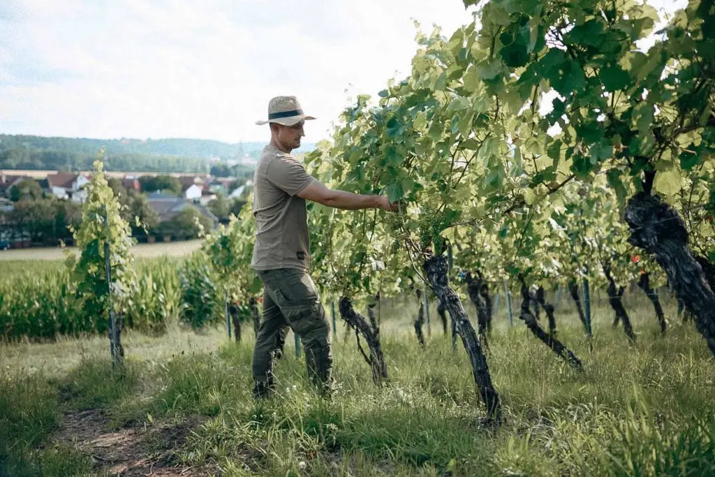 Sebastian Weyrauther im Weinberg