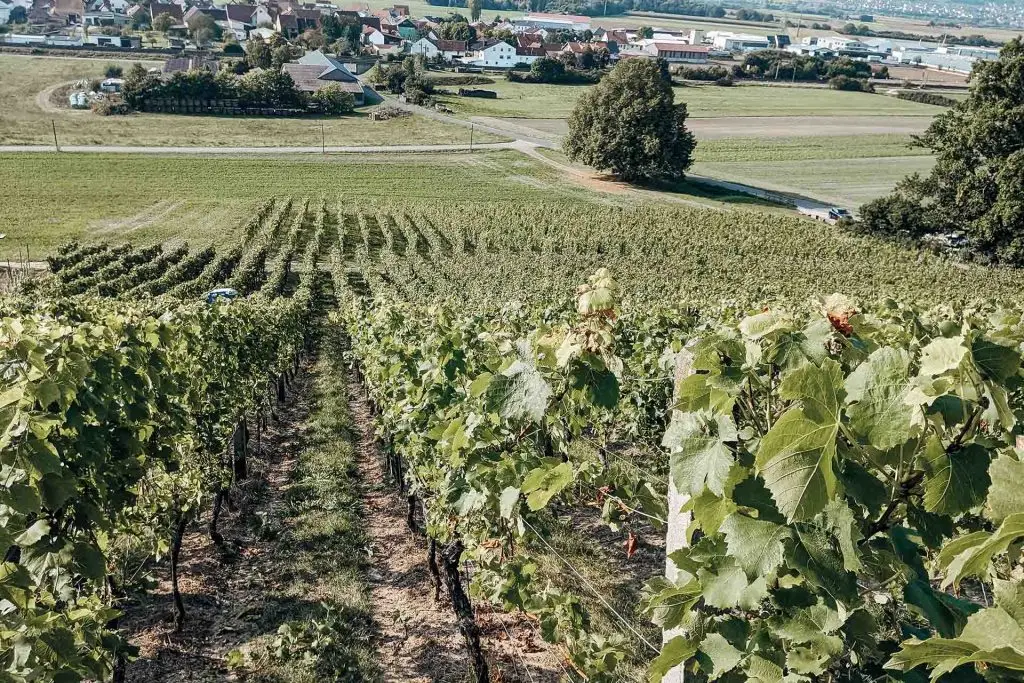 Weinberg Weingut Weyrauther. Im Hintergrund Unterhaid