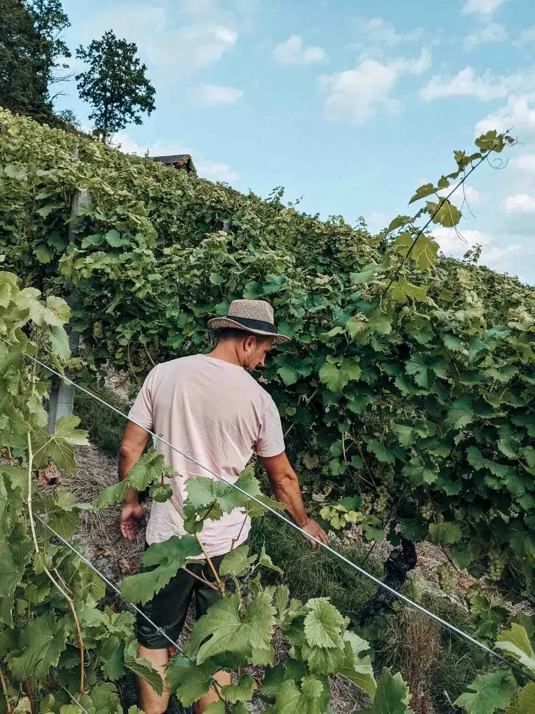 Jungwinzer Sebastian Weyrauther im Weinberg