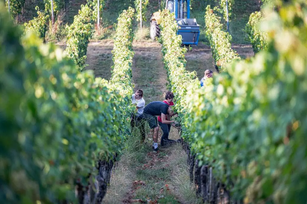 Weinlese im Unterhaider Weinberg der Familie Weyrauther
