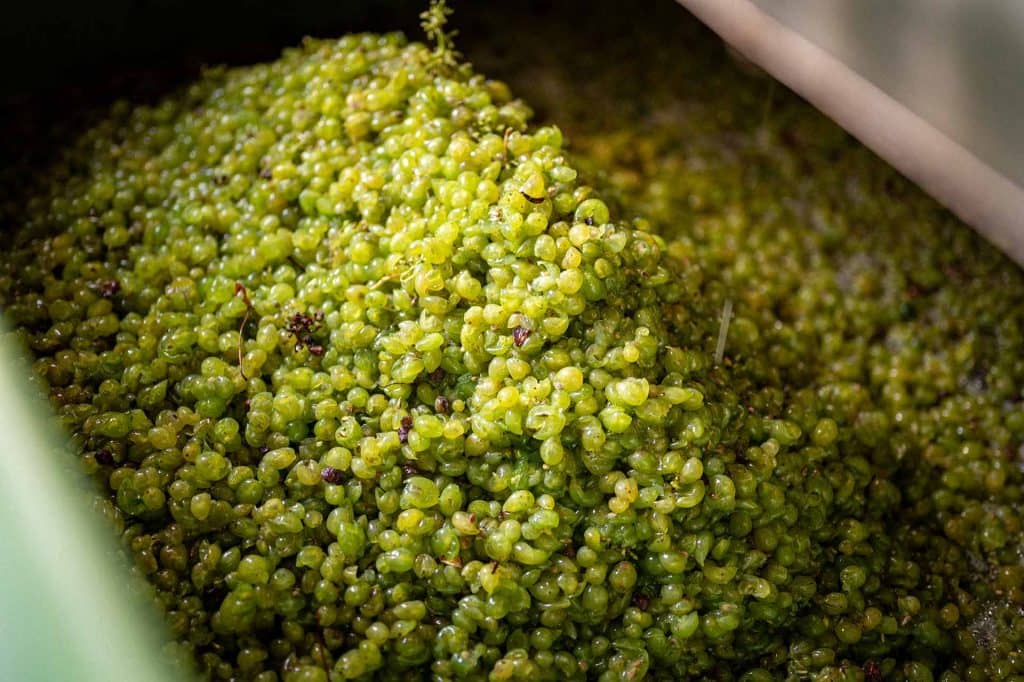 Weinlese-Weingut-Weyrauther