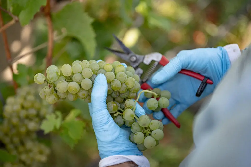 Weingut Weyrauther - Traubenernte im Weinberg