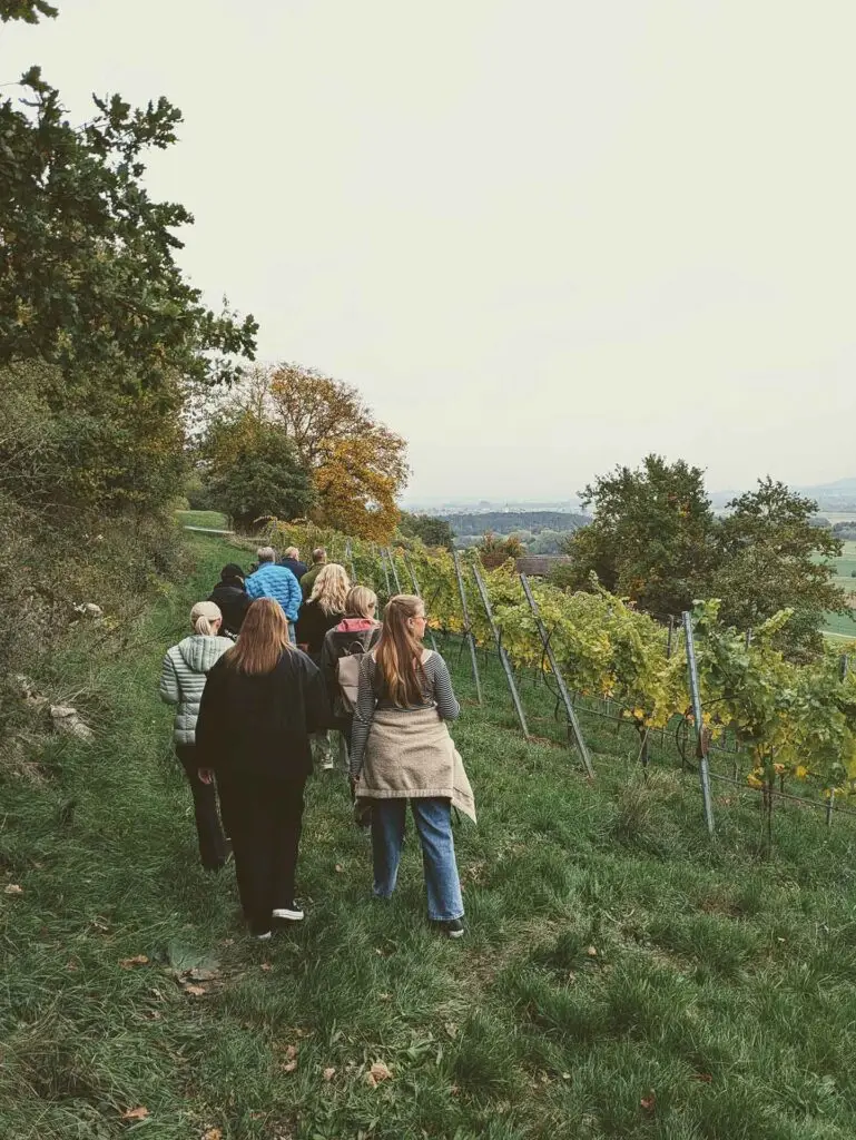 Gruppe von Menschen folgt einem Weg durch den Weinberg, flankiert von Rebstöcken.